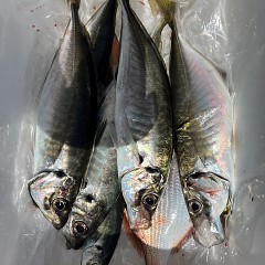 5月 3日（土）午前、午後・アジ釣りの写真その8