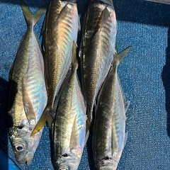 5月 3日（土）午前、午後・アジ釣りの写真その9