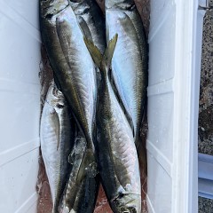 5月 4日（日）午前、午後・アジ釣りの写真その6
