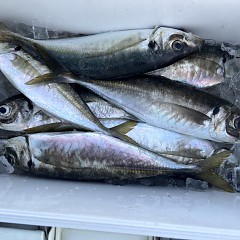 5月 4日（日）午前、午後・アジ釣りの写真その7