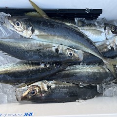 5月 4日（日）午前、午後・アジ釣りの写真その8