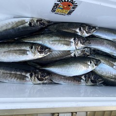 5月 4日（日）午前、午後・アジ釣りの写真その9