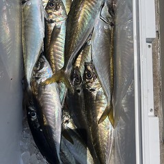 5月 4日（日）午前、午後・アジ釣りの写真その10