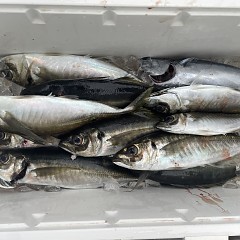 5月 5日（月）午後便・アジ釣りの写真その4