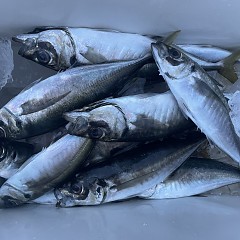 5月 5日（月）午後便・アジ釣りの写真その6