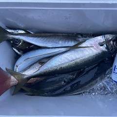 5月 5日（月）午後便・アジ釣りの写真その8
