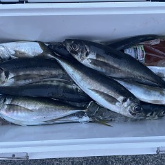 5月 5日（月）午後便・アジ釣りの写真その10
