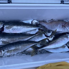 5月 5日（月）午後便・アジ釣りの写真その11