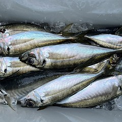 5月8日（木）午後便・アジ釣りの写真その1