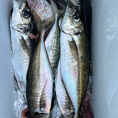 5月8日（木）午後便・アジ釣りの写真その2