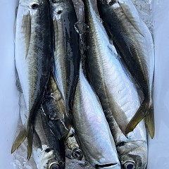 5月8日（木）午後便・アジ釣りの写真その3
