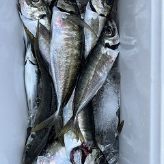 5月8日（木）午後便・アジ釣りの写真その4