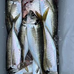 5月8日（木）午後便・アジ釣りの写真その5