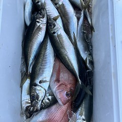 5月 11日（日）午後便・アジ釣りの写真その7