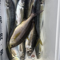 5月 11日（日）午後便・アジ釣りの写真その8