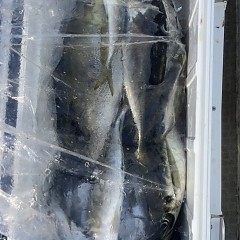 5月 11日（日）午後便・アジ釣りの写真その9