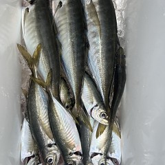 5月 12日（月）午前便・アジ釣りの写真その7