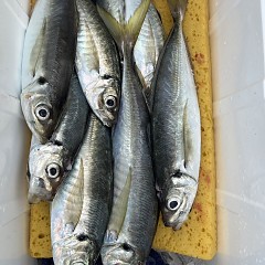 5月 12日（月）午前便・アジ釣りの写真その8