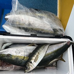 5月 15日（木）午後便・アジ釣りの写真その9
