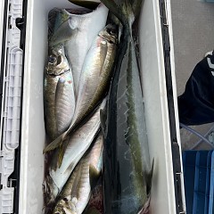 5月 15日（木）午後便・アジ釣りの写真その10