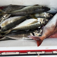 5月 15日（木）午後便・アジ釣りの写真その11