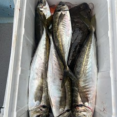 5月 15日（木）午後便・アジ釣りの写真その12