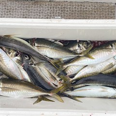 5月 16日（金）午後便・アジ釣りの写真その5