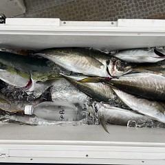 5月 16日（金）午後便・アジ釣りの写真その6