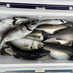 5月 16日（金）午後便・アジ釣りの写真その7