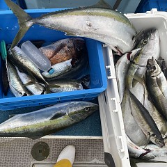 5月 16日（金）午後便・アジ釣りの写真その9