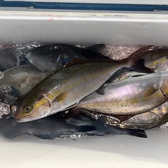 5月18日（日）午前便・アジ釣り・午後便・ウタセマダイの写真その1