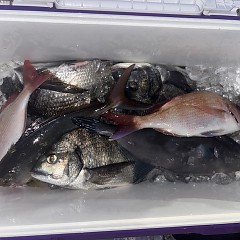 5月18日（日）午前便・アジ釣り・午後便・ウタセマダイの写真その2