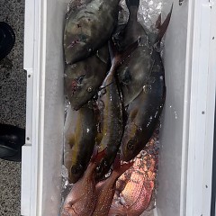 5月18日（日）午前便・アジ釣り・午後便・ウタセマダイの写真その3