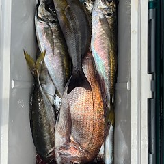 5月18日（日）午前便・アジ釣り・午後便・ウタセマダイの写真その4