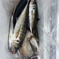 5月18日（日）午前便・アジ釣り・午後便・ウタセマダイの写真その5