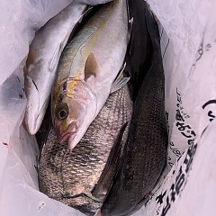 5月19日（月）午後便・ウタセマダイ釣りの写真その6