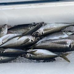5月 20日（火）午後便・アジ釣りの写真その4