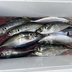 5月 20日（火）午後便・アジ釣りの写真その5