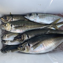 5月 20日（火）午後便・アジ釣りの写真その6