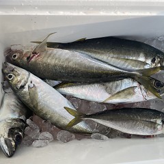 5月 20日（火）午後便・アジ釣りの写真その7