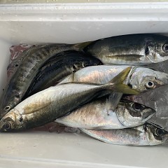 5月 20日（火）午後便・アジ釣りの写真その8