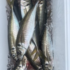 5月 21日（水）8時出船・アジ釣りの写真その7