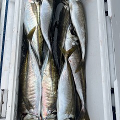 5月 21日（水）8時出船・アジ釣りの写真その8
