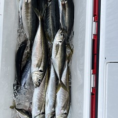 5月 21日（水）8時出船・アジ釣りの写真その9