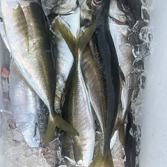 5月 21日（水）8時出船・アジ釣りの写真その10