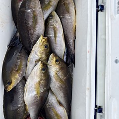 5月 22日（木）午後便・アジ釣りの写真その6