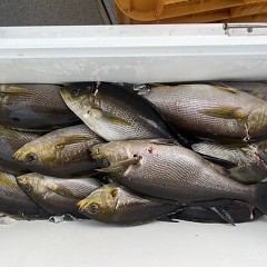 5月 22日（木）午後便・アジ釣りの写真その7