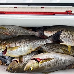 5月 22日（木）午後便・アジ釣りの写真その8