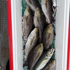 5月 22日（木）午後便・アジ釣りの写真その9