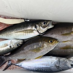 5月 22日（木）午後便・アジ釣りの写真その10